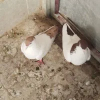 خالدم  سرخ|پرنده|چناران, |دیوار