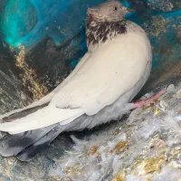 کبوتر سینه سبز کله قره