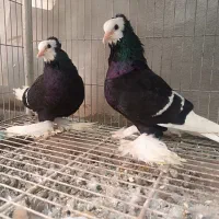 کبوتر زینتی ساکسون مونک استثنایی آرشینگل