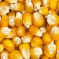 انواع کاه کولش سفال جو