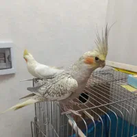 یک جفت عروس هلندی|پرنده|قرچک, میرزائی جنوبی|دیوار