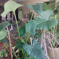 گل بابا ادم و کاج منطبق با گلدان سفالی