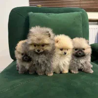 سگ پامر بوفیس، تیکاپ