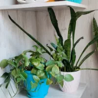شلف جنس چوب|کتابخانه، شلف، قفسه‌های دیواری|ساوه, |دیوار