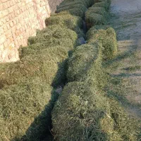 فروش‌۲۷‌عدد‌یونجه‌علف‌دار‌