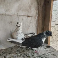 چند جفت حیوون دونسته