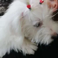 سگ‌پاپی‌فروشی|سگ|ساوه, |دیوار