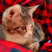 گربه ها|گربه|ساری, |دیوار