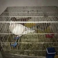 کبوتر سرخ کرمانی  جفت با جوجه