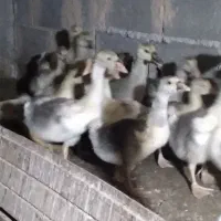 جوجه غاز ۵۰ روزه و۳ روزه