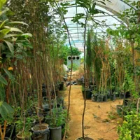 انجیر|گل و گیاه طبیعی|مشهد, امیرآباد|دیوار