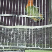 کوتوله پاربلو