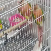 گرینچیک|پرنده|تربتحیدریه, یحیی آباد|دیوار