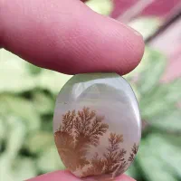 بارخونه نگین شجر قائنات