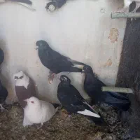 کفتر|پرنده|فردوس (کرمان), |دیوار