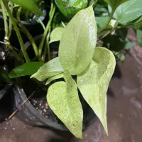 گل سانسوریا پتوس|گل و گیاه طبیعی|محمدیه-قزوین, |دیوار