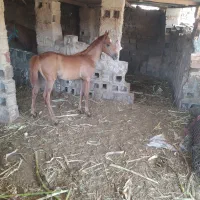 دزفول شهرک امام