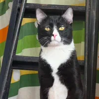 گربه نژاد DSH