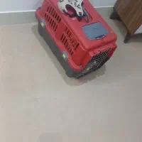 سگ پامر عروسکی|سگ|محلات, |دیوار