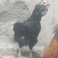 خروس و مرغ گلین