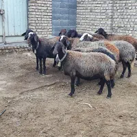 میش شیشک افشاری آبستن