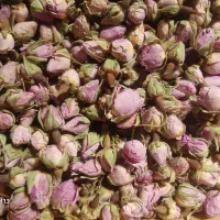 غنچه گل محمدی