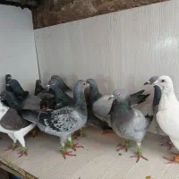 کفتر بوم وحشی|پرنده|مشهد, موعود|دیوار