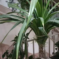 گل زینتی مخصوص