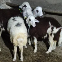 قوچ بره قوچ