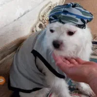 سگ گمشده|حیوانات|برازجان, |دیوار