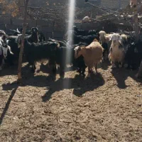 بز گله|حیوانات مزرعه|لردگان, |دیوار