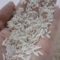 برنج محلی هاشمی محصول خودمون