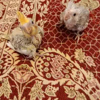 جوجه سخنگو نرو ماده عروس هلندی