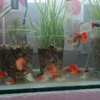 گوپی کوی|ماهی|فردیس, فردیس|دیوار