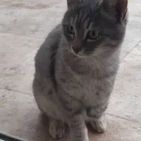 واگذاری گربه معلول