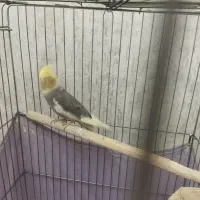 عروس هلندی ماده|پرنده|پاکدشت, خاتون آباد|دیوار