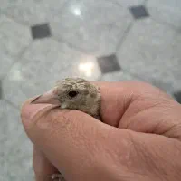 ماده سهره  های آماده