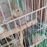 عروس هلندی لوتینو ۳ ماهه