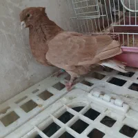 کفتر زردی کاکلی پرشی|پرنده|کهریزک, |دیوار