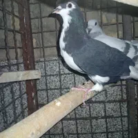 کبوتر|پرنده|فسا, |دیوار