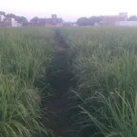 برنج هاشمی به شرط پخت