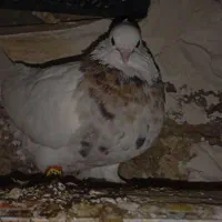 تعدادی کبوتر|پرنده|دوگنبدان, |دیوار