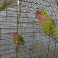 یک جفت طوطی برزیلی رنگ خاص باقفس و تمام وسایل|پرنده|ملارد, |دیوار