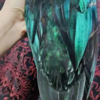 جوجه غاز و ...|حیوانات مزرعه|بهبهان, |دیوار