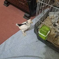 جوجه سلطان
