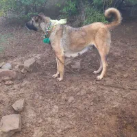 سلام . فروش یا معاوضه ماده مناسب گله|سگ|دیلمان, |دیوار