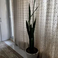 گل وگلدون|گل و گیاه طبیعی|مشهد, امیریه|دیوار