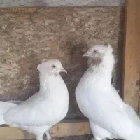 کفتر کبوتر ماهرو کاشان