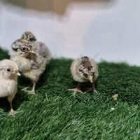 فروش ویژه جوجه های خاص|حیوانات مزرعه|قم, بوستان جوان|دیوار