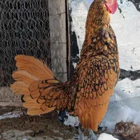 خروس سیبرایت اصل|حیوانات مزرعه|مشگین شهر, |دیوار